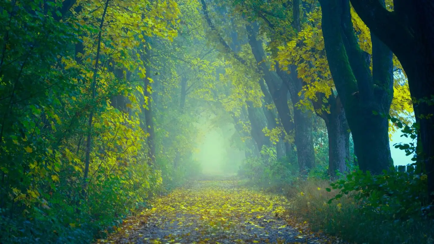 A misty forest path winds through autumn trees.
