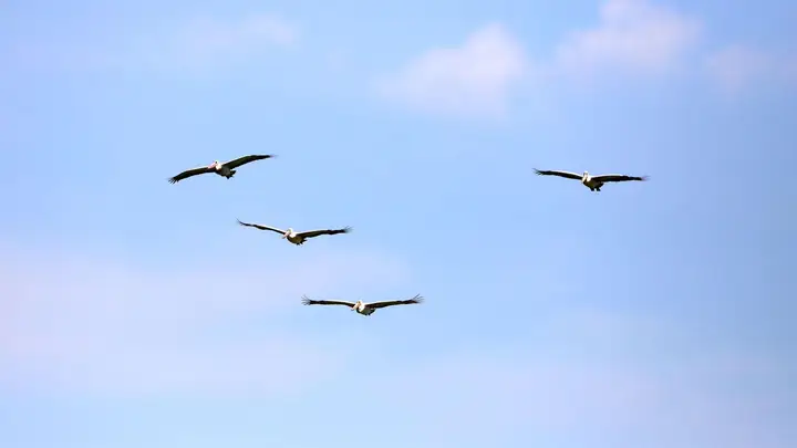 A flock of pelicans flies across a blue sky.