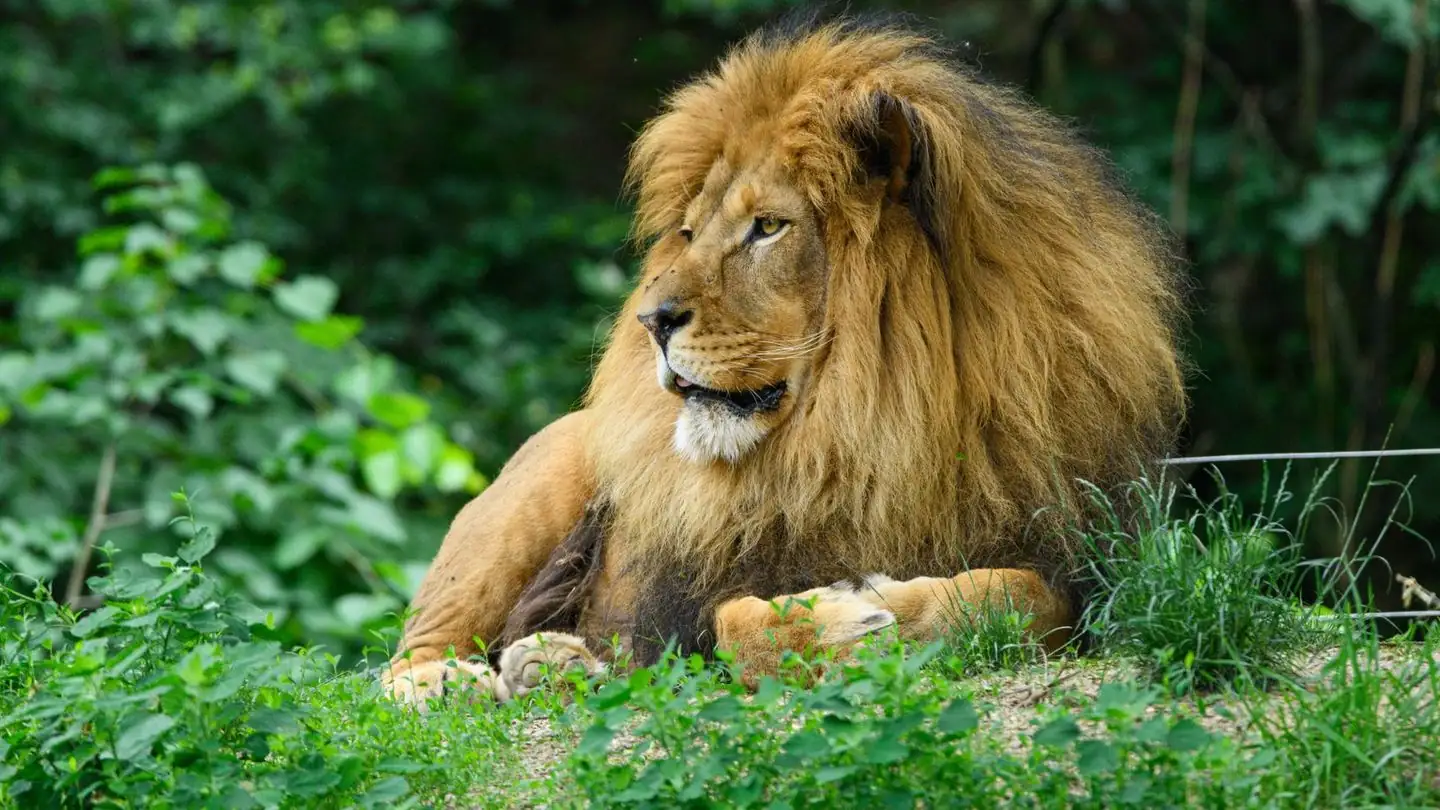 A male lion rests among green plants.