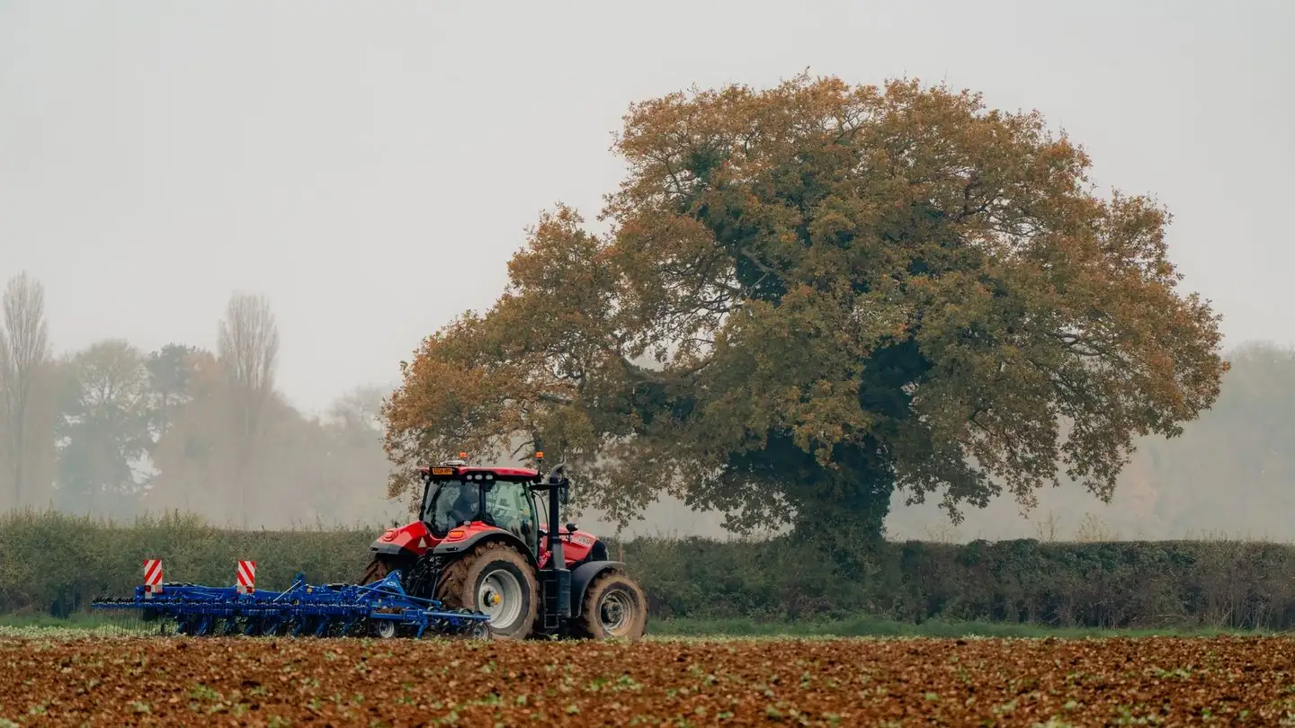 A tractor plows a field beside a large oak tree.