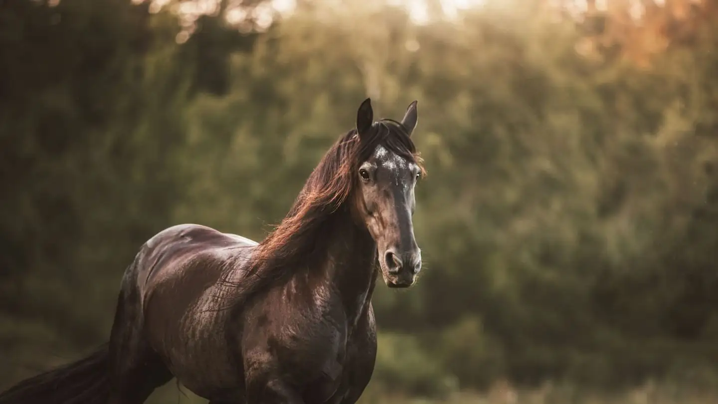 A black horse gallops past green trees.