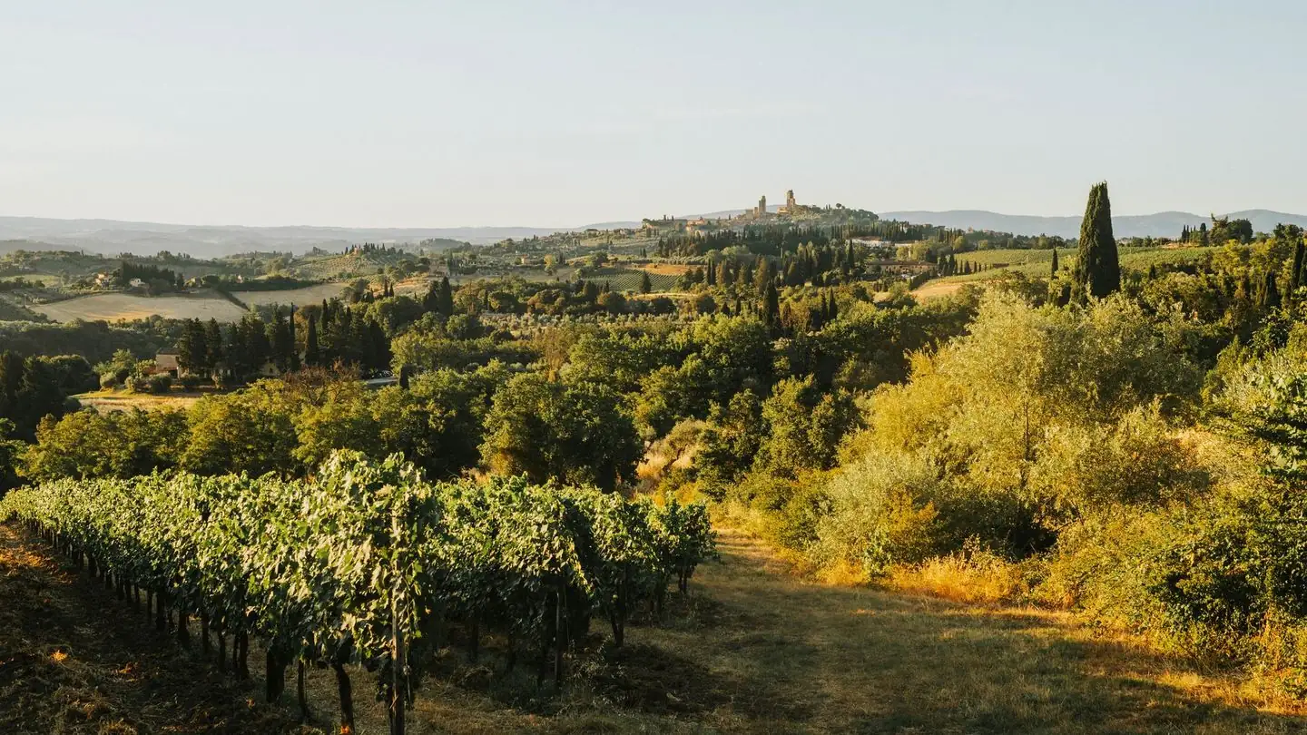 Vineyards cover rolling hills in the evening light.