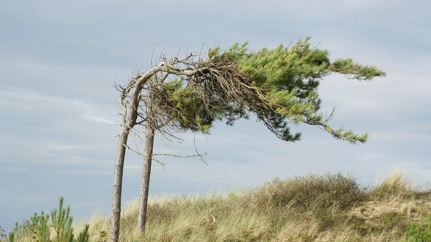 Two pine trees bend in the wind on a coastal dune.