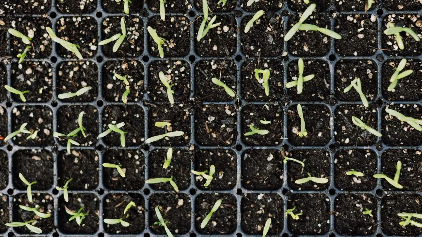 Young green seedlings grow in planting trays.