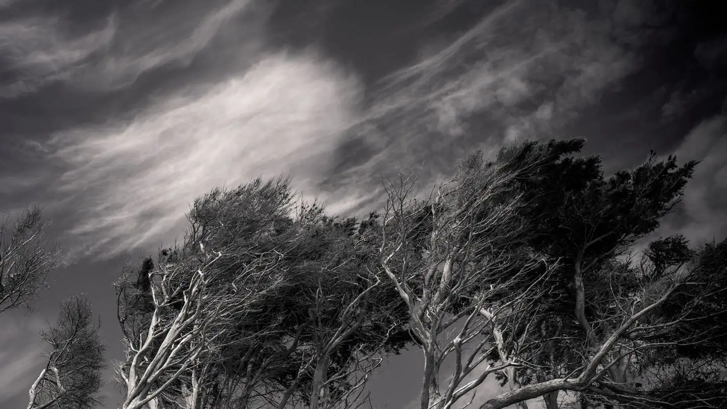 Wind bends trees on a hillside, photographed in black and white.