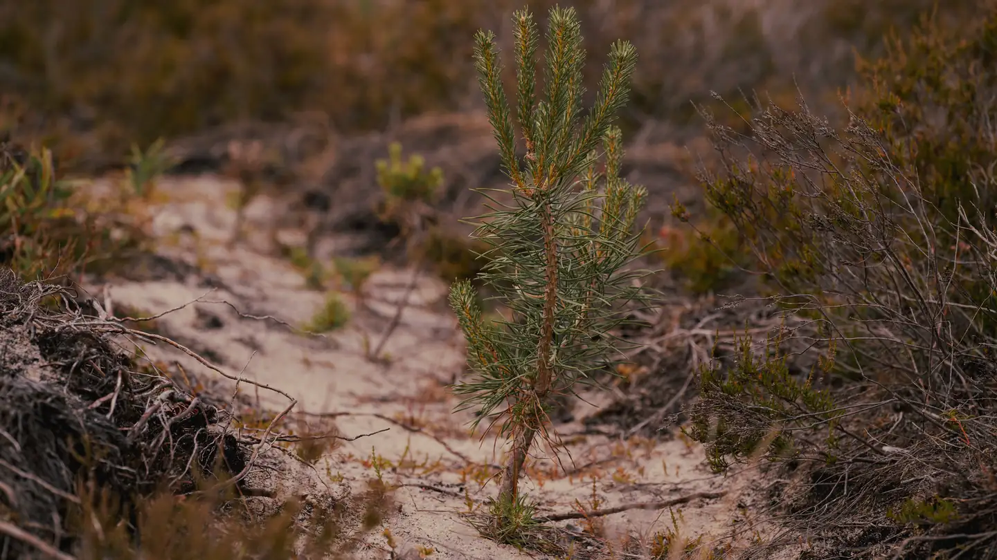 A young pine seedling grows in sandy ground.