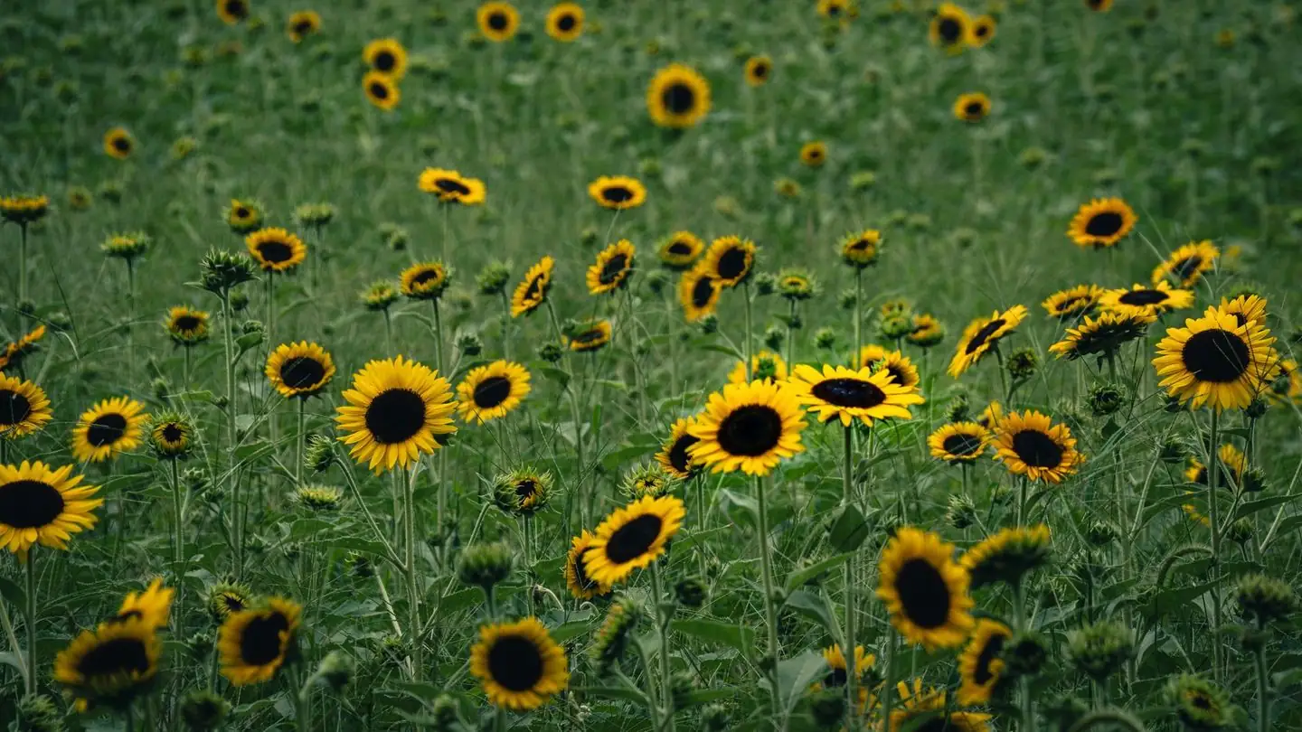 A field of sunflowers in bloom.