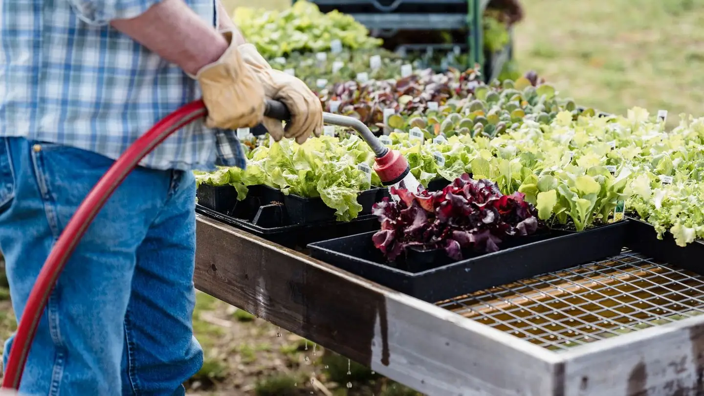 A gardener waters lettuce growing in wooden boxes.