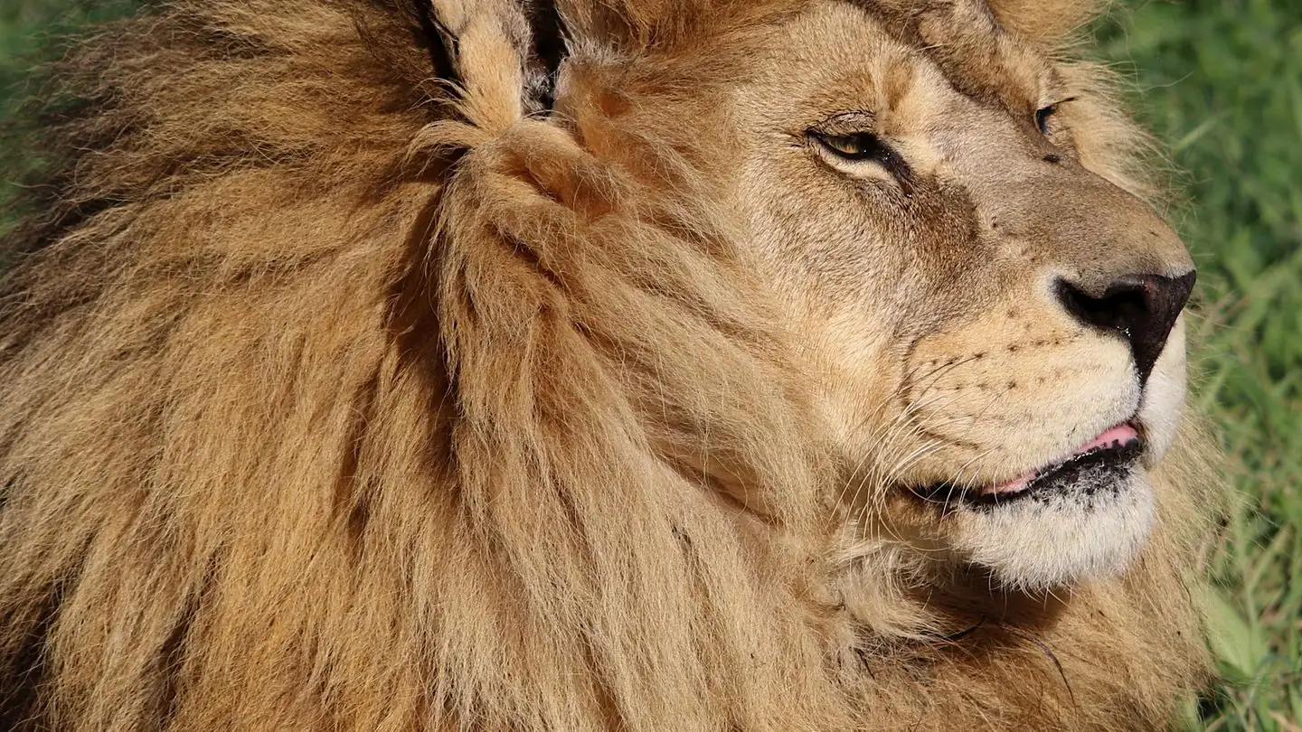 A lion resting calmly in profile with its mane lit by daylight