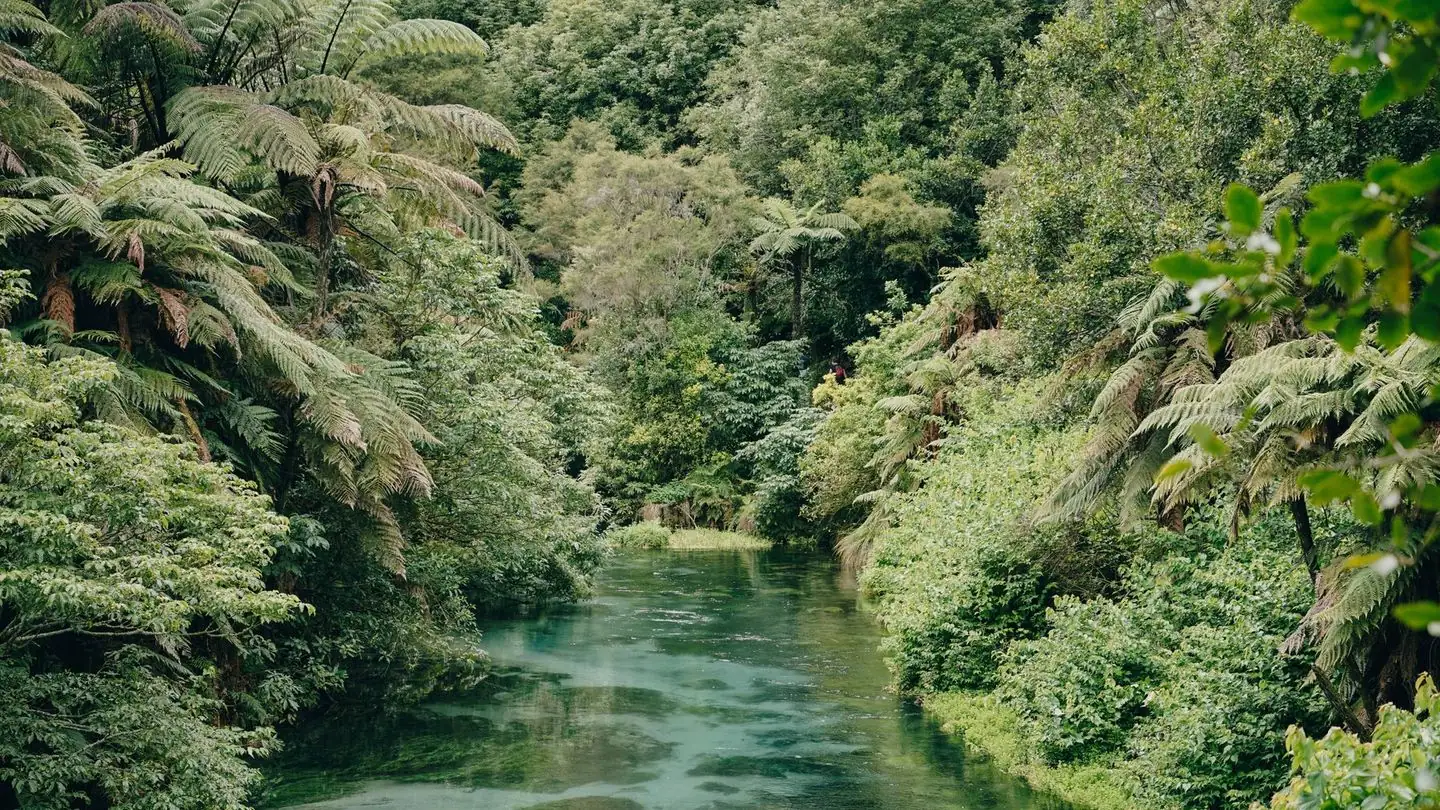 A calm river flowing between dense green forest